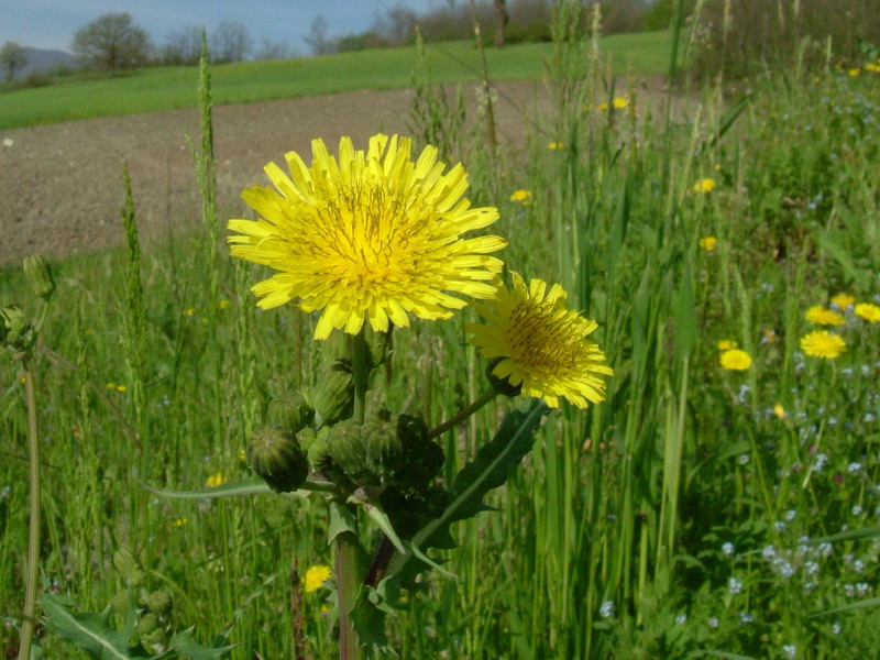 Fiore lattiginoso - Sonchus oleraceus